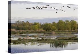 Lesser Canada Geese, Nisqually Nwr-Ken Archer-Stretched Canvas