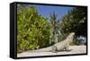 Lesser Caymans Iguana-null-Framed Stretched Canvas