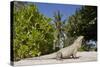 Lesser Caymans Iguana-null-Stretched Canvas