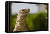 Lesser Caymans Iguana-null-Framed Stretched Canvas