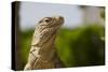 Lesser Caymans Iguana-null-Stretched Canvas