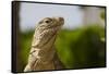 Lesser Caymans Iguana-null-Framed Stretched Canvas