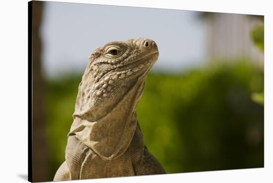 Lesser Caymans Iguana-null-Stretched Canvas