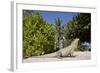 Lesser Caymans Iguana-null-Framed Photographic Print