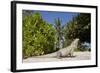 Lesser Caymans Iguana-null-Framed Photographic Print