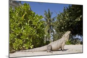 Lesser Caymans Iguana-null-Mounted Photographic Print