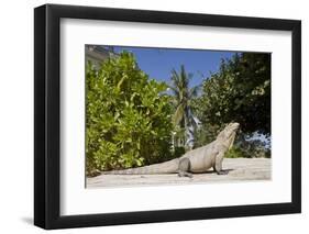 Lesser Caymans Iguana-null-Framed Photographic Print