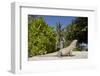 Lesser Caymans Iguana-null-Framed Photographic Print