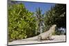 Lesser Caymans Iguana-null-Mounted Photographic Print