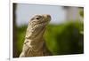 Lesser Caymans Iguana-null-Framed Photographic Print