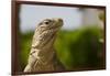 Lesser Caymans Iguana-null-Framed Photographic Print