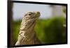 Lesser Caymans Iguana-null-Framed Photographic Print