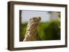 Lesser Caymans Iguana-null-Framed Photographic Print