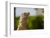 Lesser Caymans Iguana-null-Framed Photographic Print