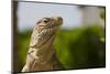 Lesser Caymans Iguana-null-Mounted Photographic Print