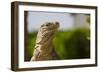 Lesser Caymans Iguana-null-Framed Photographic Print