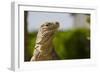 Lesser Caymans Iguana-null-Framed Photographic Print