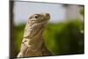 Lesser Caymans Iguana-null-Mounted Photographic Print