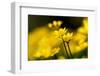 Lesser celandine close up of flowers, Broxwater, Cornwall, UK-Ross Hoddinott-Framed Photographic Print