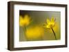 Lesser celandine in flower, Cornwall, England, UK-Ross Hoddinott / 2020VISION-Framed Photographic Print