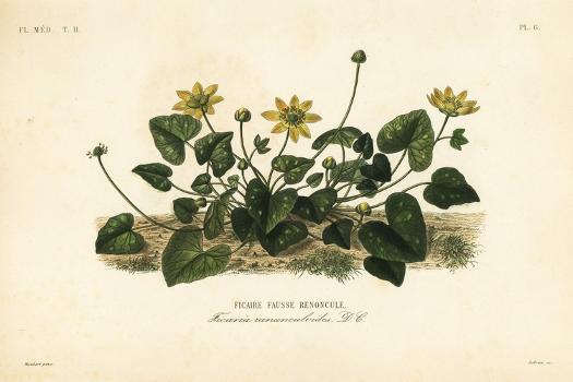 Lesser Celandine or Pilewort, Ficaria Verna, Ficaria Ranunculoides, Ficaire  Fauss Renoncule' Giclee Print - Louis Joseph Edouard Maubert |  AllPosters.com