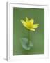 Lesser celandine (Ranunculus ficaria) Clare Glen, Tandragee, County Armagh. Northern Ireland-Robert Thompson-Framed Photographic Print