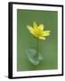 Lesser celandine (Ranunculus ficaria) Clare Glen, Tandragee, County Armagh. Northern Ireland-Robert Thompson-Framed Photographic Print