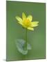 Lesser celandine (Ranunculus ficaria) Clare Glen, Tandragee, County Armagh. Northern Ireland-Robert Thompson-Mounted Photographic Print