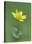 Lesser celandine (Ranunculus ficaria) Clare Glen, Tandragee, County Armagh. Northern Ireland-Robert Thompson-Stretched Canvas
