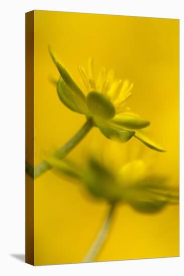 Lesser Celandine (Ranunculus ficaria) close-up of flowers, Sheffield, South Yorkshire, England-Paul Hobson-Stretched Canvas
