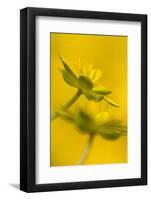 Lesser Celandine (Ranunculus ficaria) close-up of flowers, Sheffield, South Yorkshire, England-Paul Hobson-Framed Photographic Print