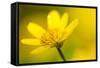 Lesser Celandine (Ranunculus Ficaria) in Flower, Cornwall, England, UK, March-Ross Hoddinott-Framed Stretched Canvas