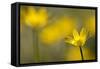 Lesser Celandine (Ranunculus Ficaria) in Flower, Cornwall, England, UK, March-Ross Hoddinott-Framed Stretched Canvas