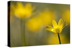 Lesser Celandine (Ranunculus Ficaria) in Flower, Cornwall, England, UK, March-Ross Hoddinott-Stretched Canvas