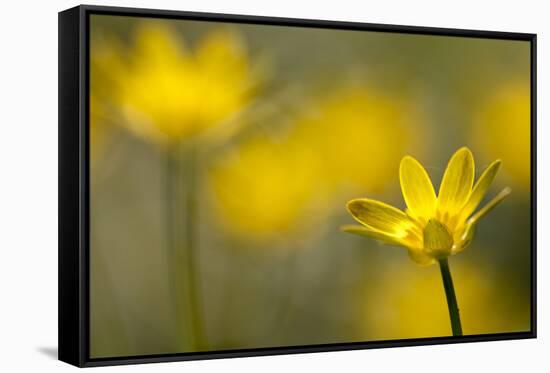 Lesser Celandine (Ranunculus Ficaria) in Flower, Cornwall, England, UK, March-Ross Hoddinott-Framed Stretched Canvas