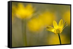 Lesser Celandine (Ranunculus Ficaria) in Flower, Cornwall, England, UK, March-Ross Hoddinott-Framed Stretched Canvas