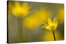 Lesser Celandine (Ranunculus Ficaria) in Flower, Cornwall, England, UK, March-Ross Hoddinott-Stretched Canvas