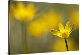 Lesser Celandine (Ranunculus Ficaria) in Flower, Cornwall, England, UK, March-Ross Hoddinott-Stretched Canvas