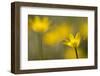 Lesser Celandine (Ranunculus Ficaria) in Flower, Cornwall, England, UK, March-Ross Hoddinott-Framed Premium Photographic Print