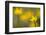 Lesser Celandine (Ranunculus Ficaria) in Flower, Cornwall, England, UK, March-Ross Hoddinott-Framed Premium Photographic Print