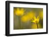 Lesser Celandine (Ranunculus Ficaria) in Flower, Cornwall, England, UK, March-Ross Hoddinott-Framed Premium Photographic Print