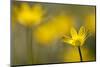 Lesser Celandine (Ranunculus Ficaria) in Flower, Cornwall, England, UK, March-Ross Hoddinott-Mounted Premium Photographic Print