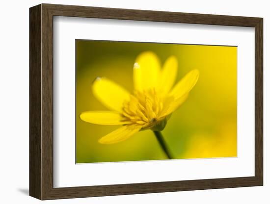 Lesser Celandine (Ranunculus Ficaria) in Flower, Cornwall, England, UK, March-Ross Hoddinott-Framed Photographic Print