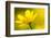 Lesser Celandine (Ranunculus Ficaria) in Flower, Cornwall, England, UK, March-Ross Hoddinott-Framed Photographic Print