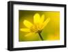 Lesser Celandine (Ranunculus Ficaria) in Flower, Cornwall, England, UK, March-Ross Hoddinott-Framed Photographic Print