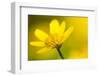 Lesser Celandine (Ranunculus Ficaria) in Flower, Cornwall, England, UK, March-Ross Hoddinott-Framed Photographic Print