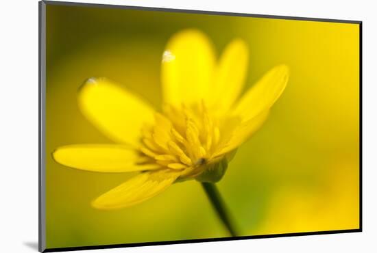 Lesser Celandine (Ranunculus Ficaria) in Flower, Cornwall, England, UK, March-Ross Hoddinott-Mounted Photographic Print