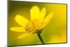 Lesser Celandine (Ranunculus Ficaria) in Flower, Cornwall, England, UK, March-Ross Hoddinott-Mounted Photographic Print