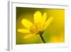 Lesser Celandine (Ranunculus Ficaria) in Flower, Cornwall, England, UK, March-Ross Hoddinott-Framed Photographic Print