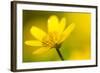 Lesser Celandine (Ranunculus Ficaria) in Flower, Cornwall, England, UK, March-Ross Hoddinott-Framed Photographic Print